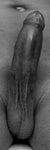 "Human Behind The Penis" - Bookmarks
